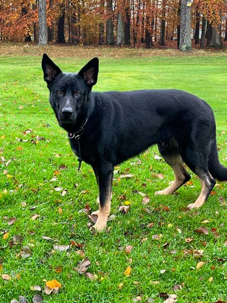 Sökhunden Milou Sökhunden Milou