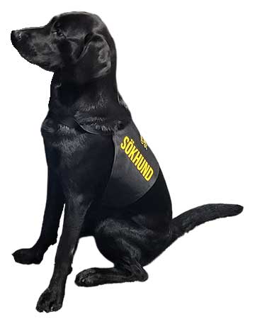 Tintin sökhund Sökhunden Tintin